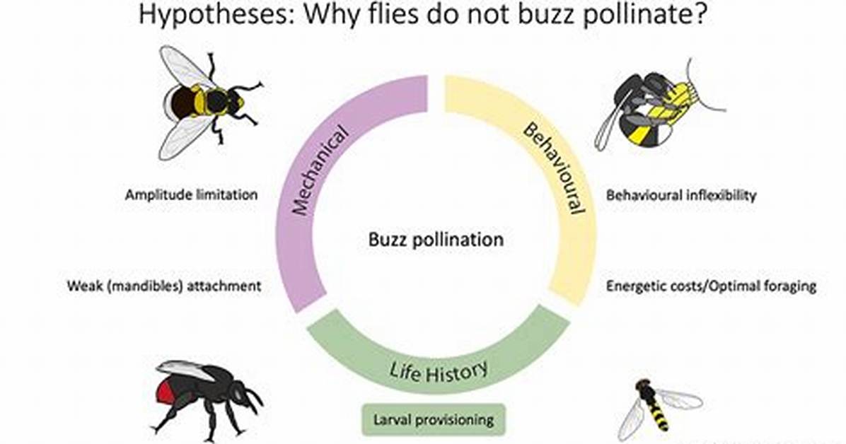 Why Do Flies Buzz