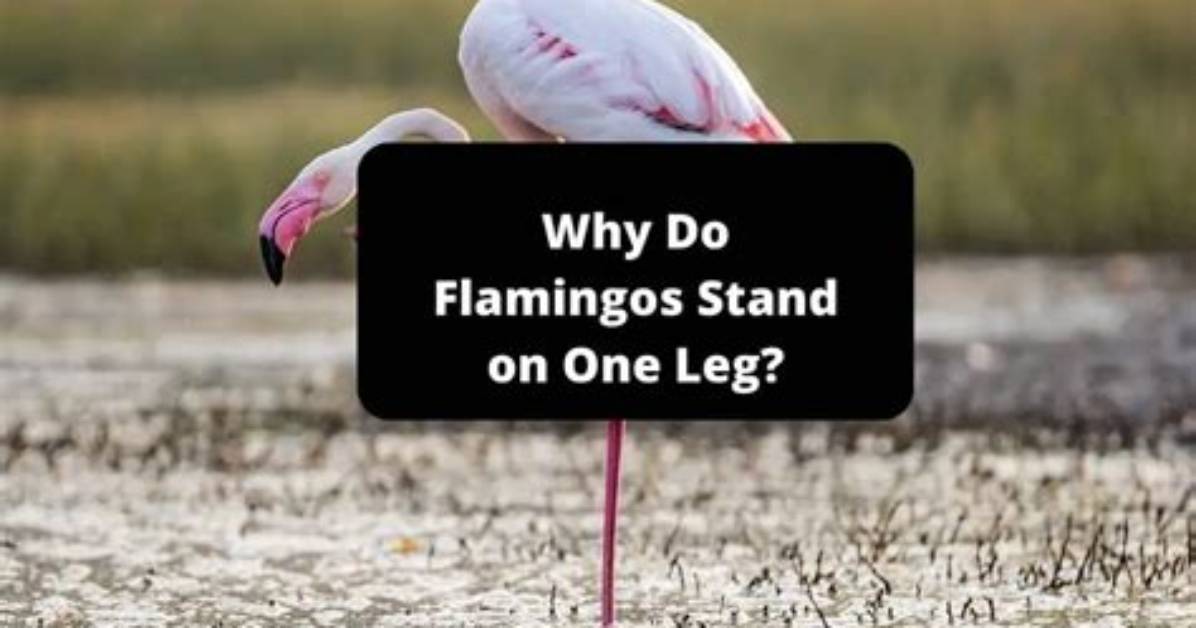 Why Do Flutists Stand on One Leg?