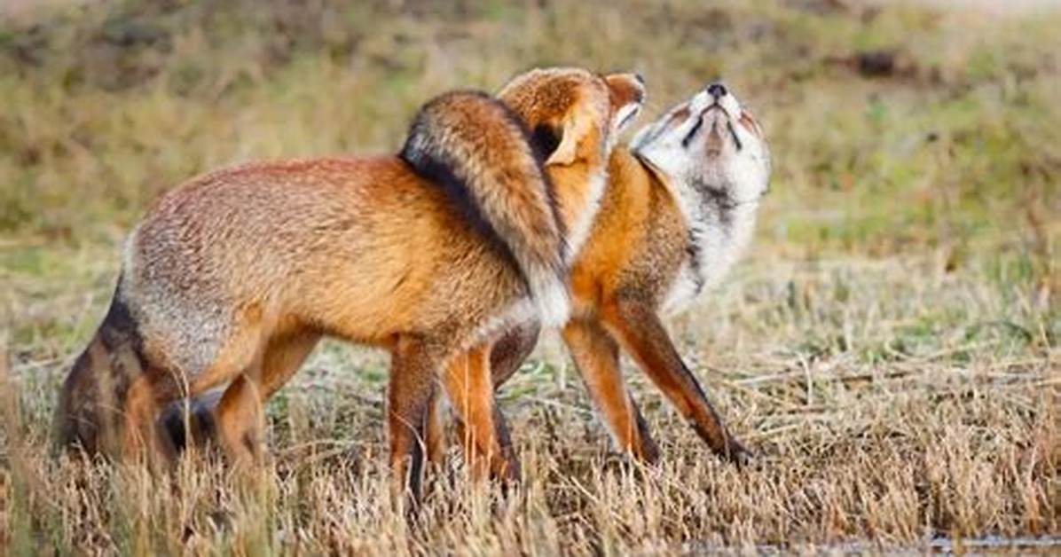 Why Do Foxes Get Stuck Together When Mating?