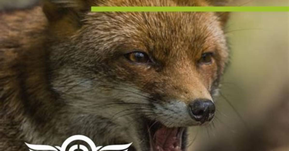 Why Do Foxes Make Horrible Noises?