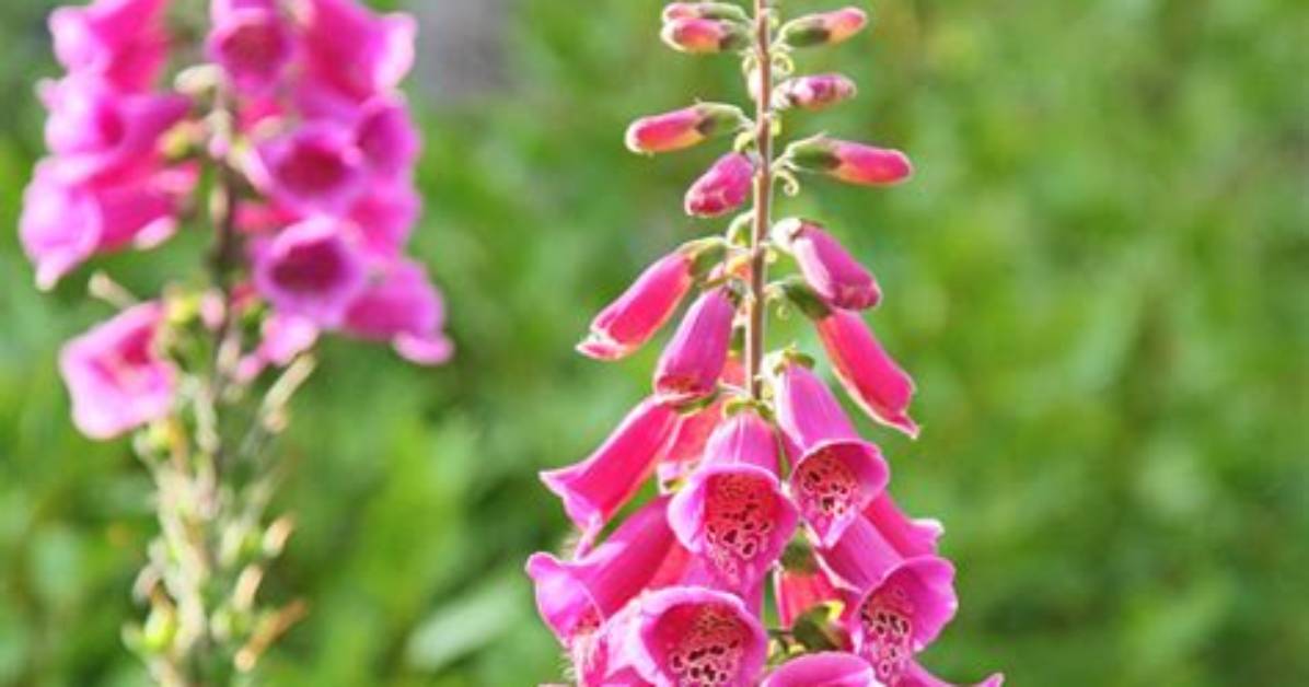 Why Do Foxgloves Droop?
