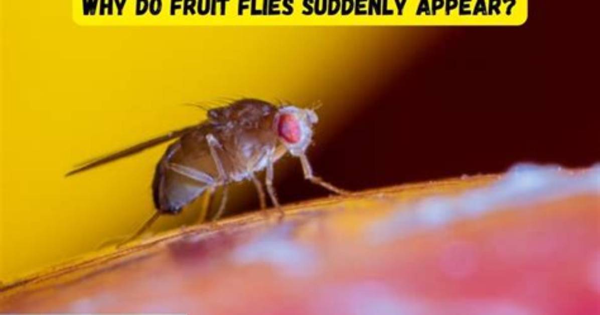 Why Do Fruit Flies Magically Appear?