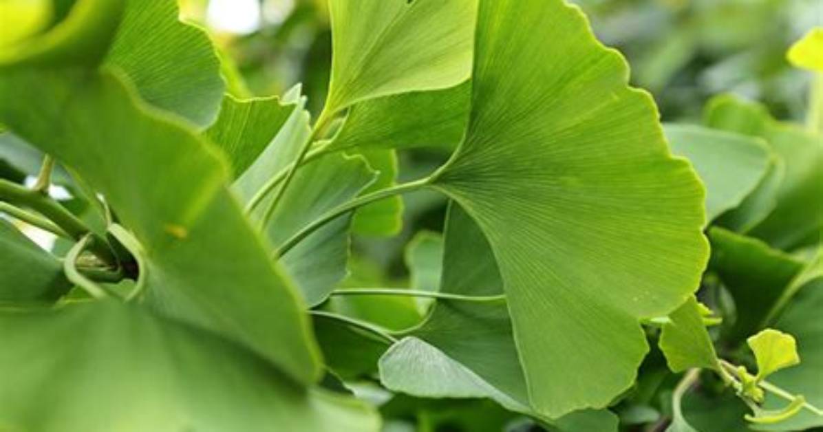 Why Do Ginkgo Trees Smell