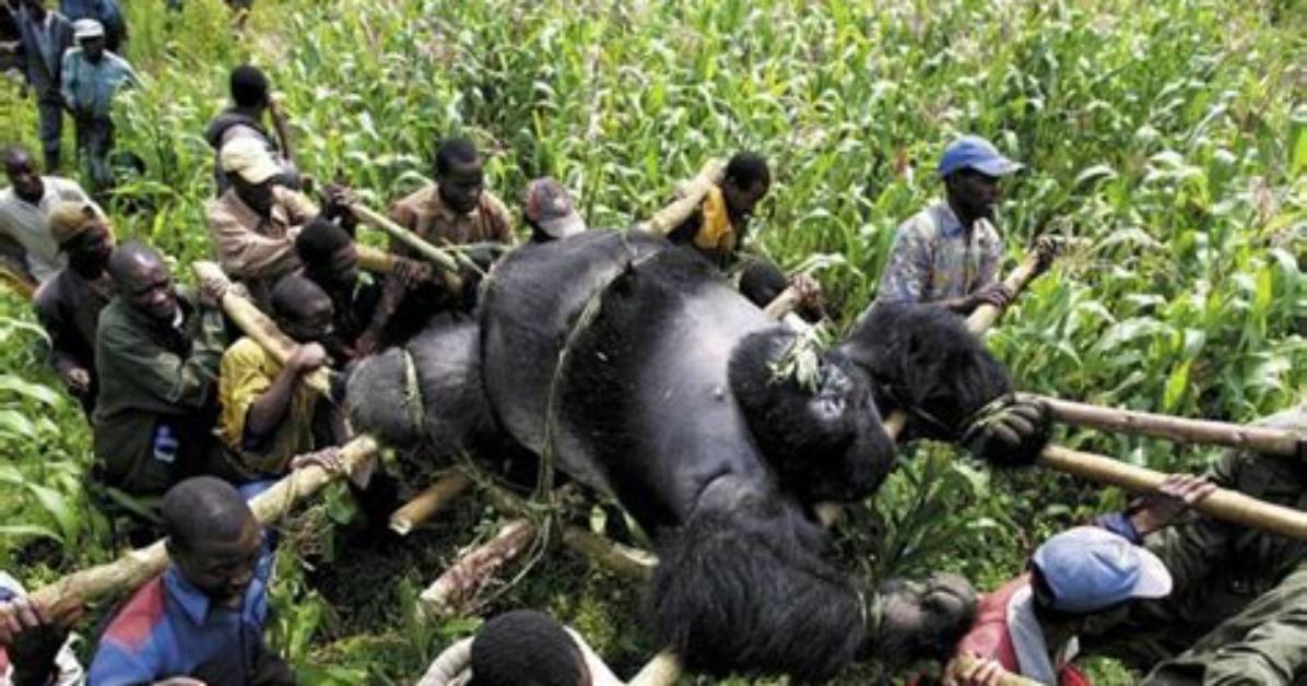 Why Do Gorillas Get Poached?