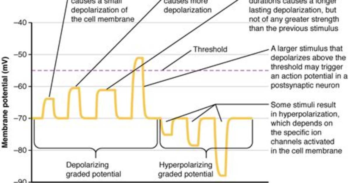 Why Do Graded Potentials Occur?