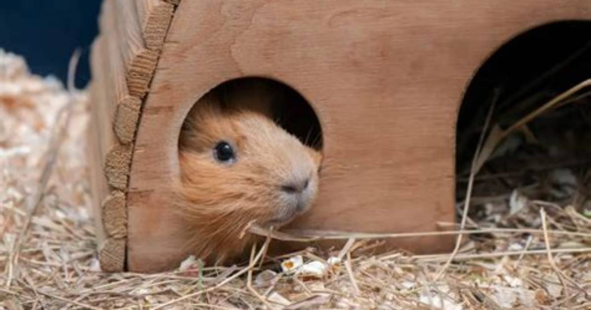 Why Do Guinea Pigs Hide All the Time?