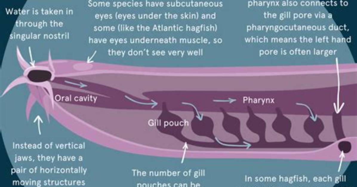 Why Do Hagfish Have 4 Hearts