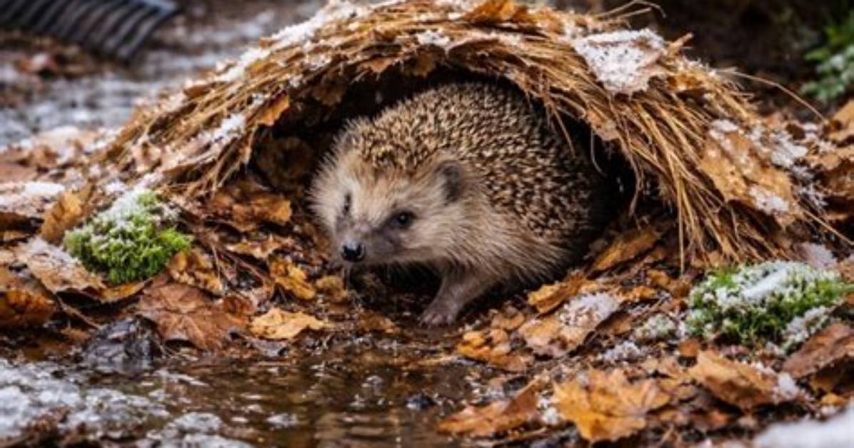 Why Do Hedgehogs Snuffle