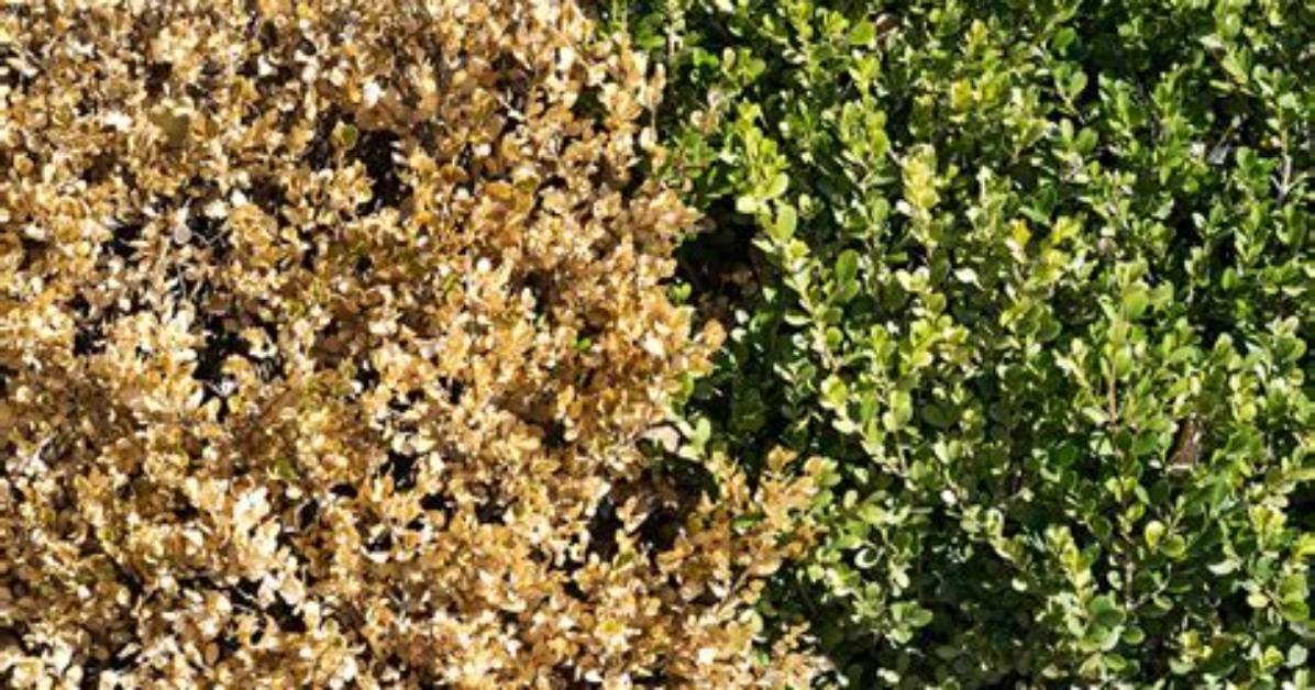 Why Do Hedges Turn Brown?