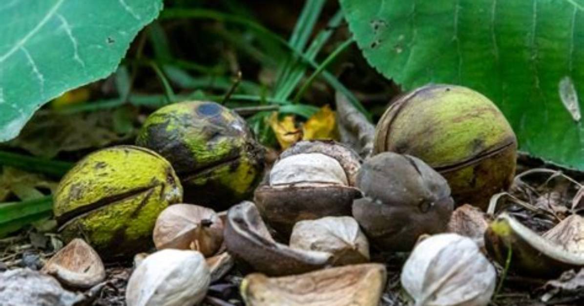 Why Do Hickory Nuts Fall Early