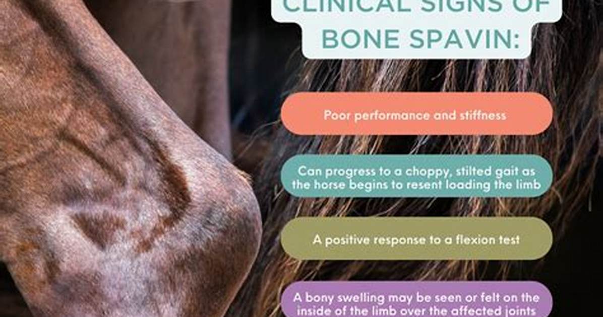 Why Do Horses Get Bone Spavin?