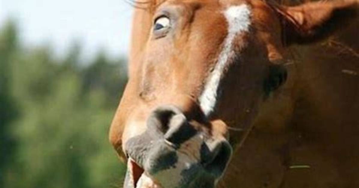 Why Do Horses Pull Their Lips Back?