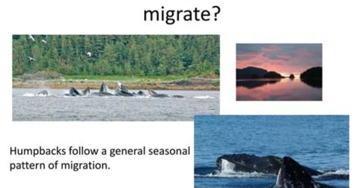 Why Do Humpback Whales Migrate