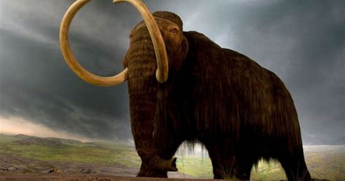 Why Do I Feel Woolly Headed?