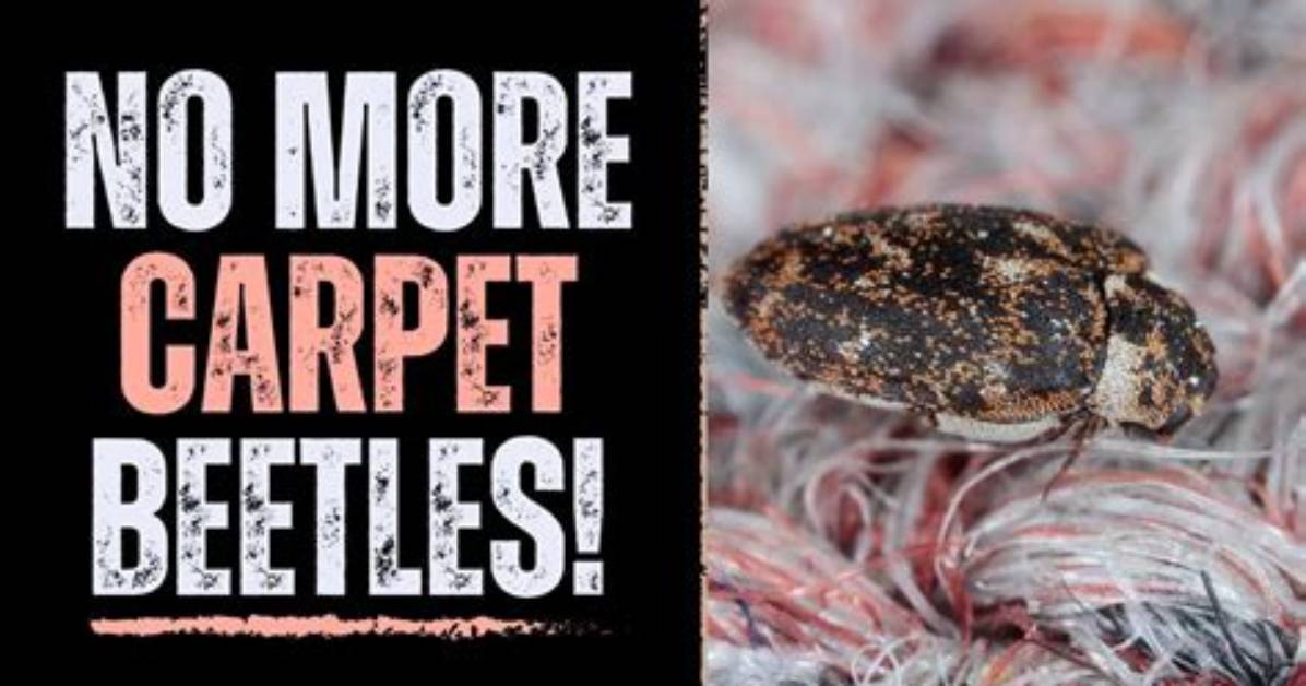 Why Do I Have Carpet Worms
