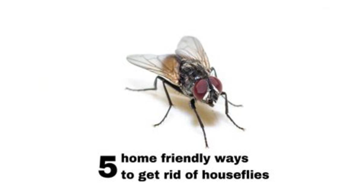 Why Do I Have Houseflies?