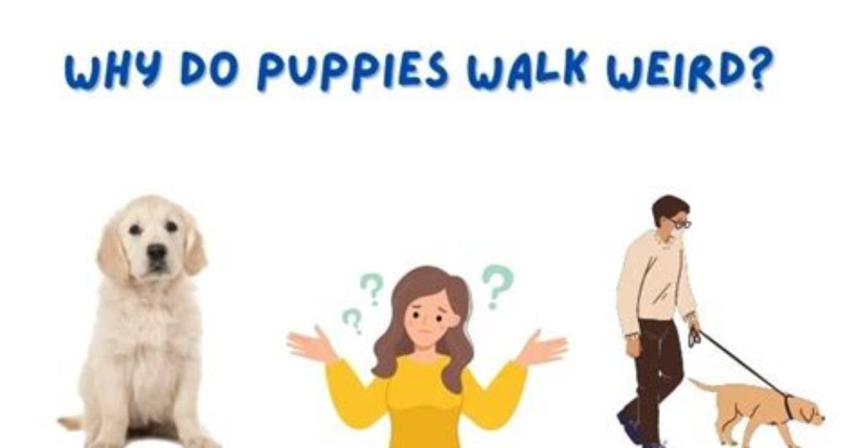 Why Do I Walk Weirdly?