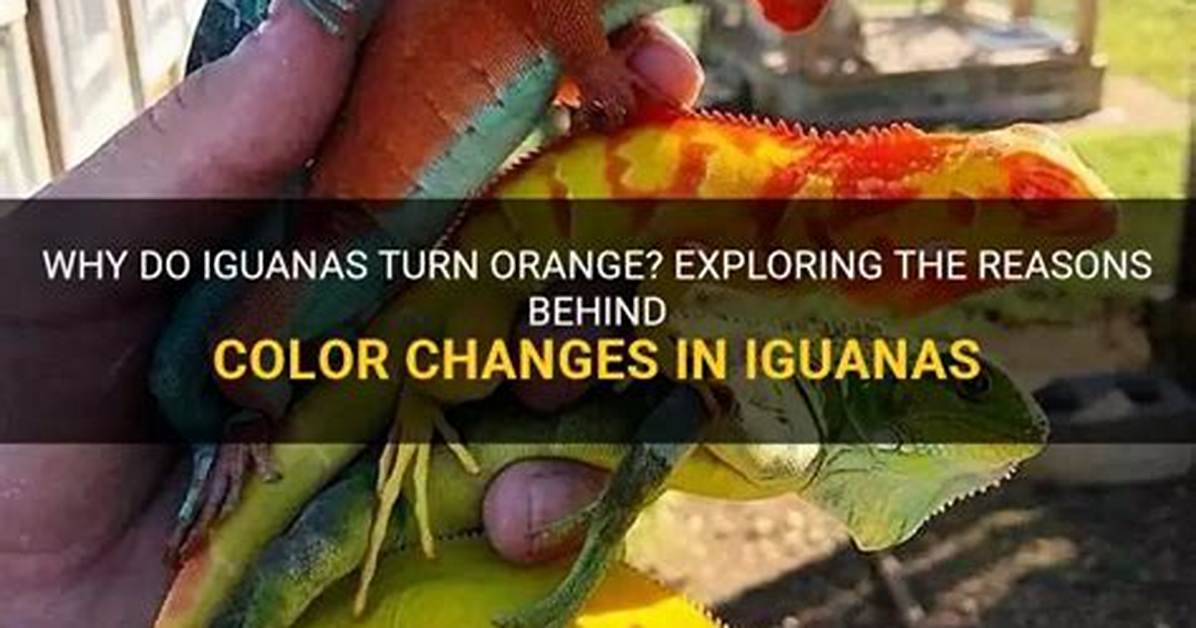 Why Do Iguanas Turn Orange