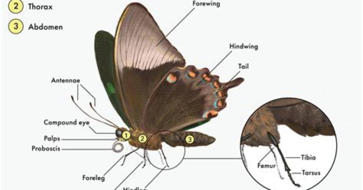 Why Do Insects Have Feelers?