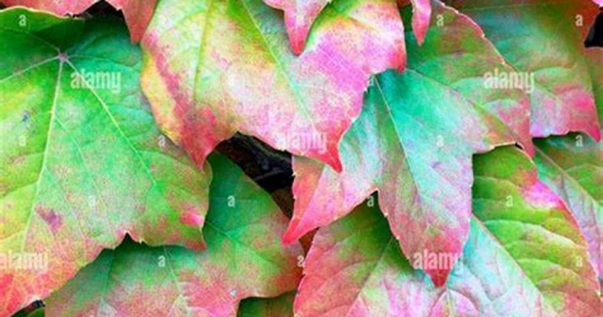 Why Do Ivy Leaves Turn Red