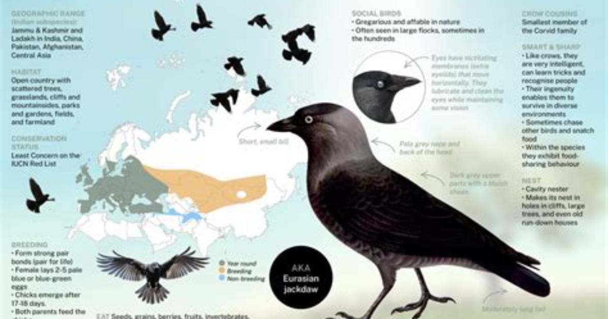 Why Do Jackdaws Swarm?