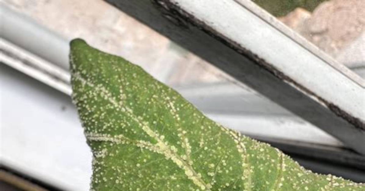 Why Do Leaves Have Bumps