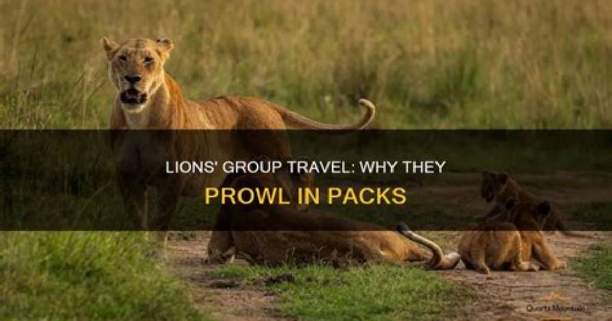 Why Do Lions Prowl?