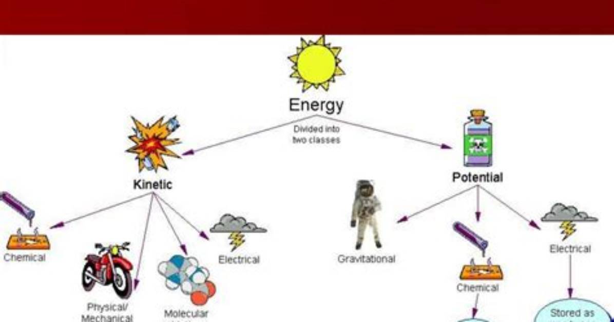 Why Do Living Things Need Energy