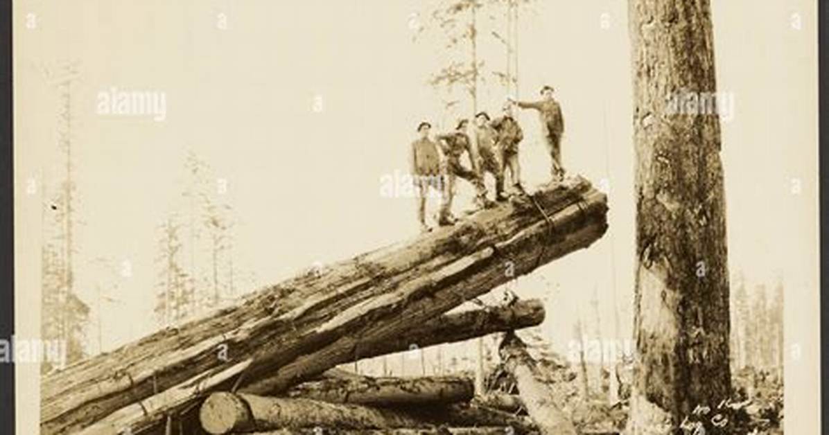 Why Do Loggers Yell Timber?