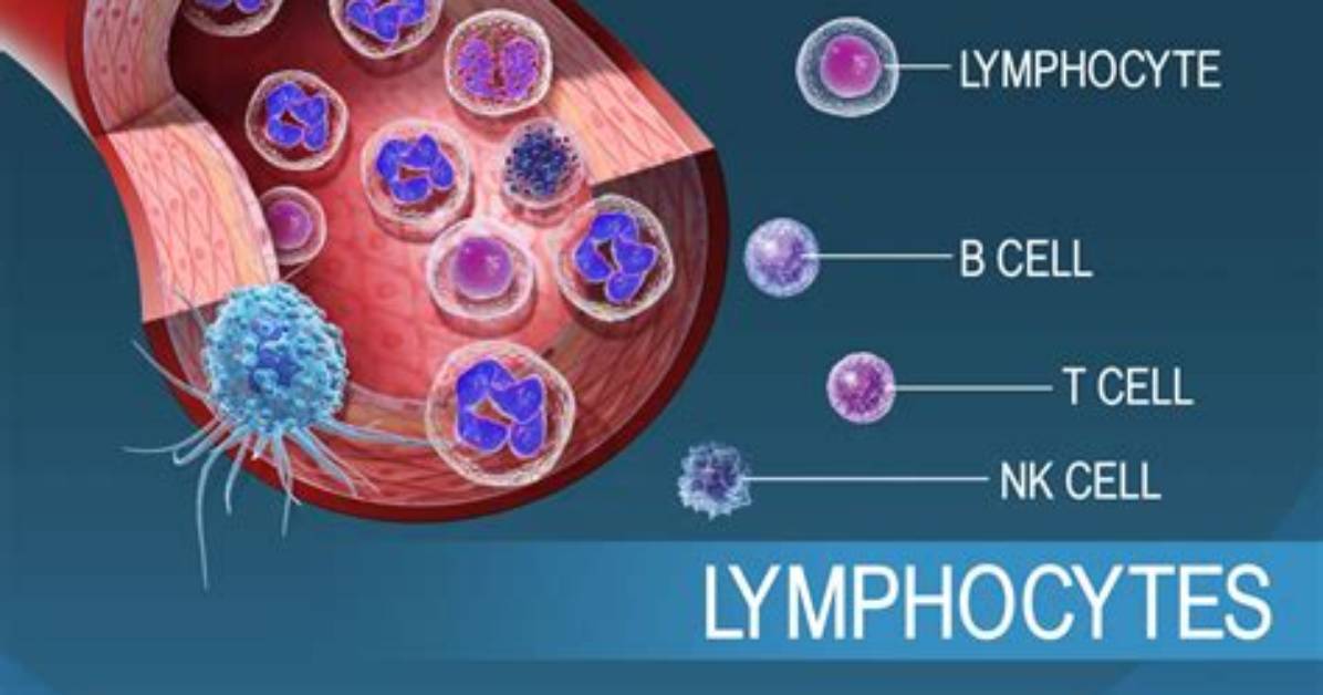 Why Do Lymphocytes Circulate? | Contextresponse. Com