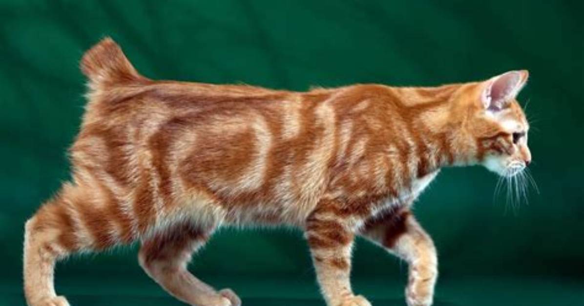 Why Do Manx Cats Have No Tail