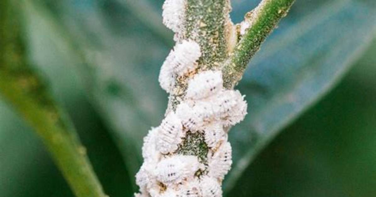Why Do Mealybugs Appear