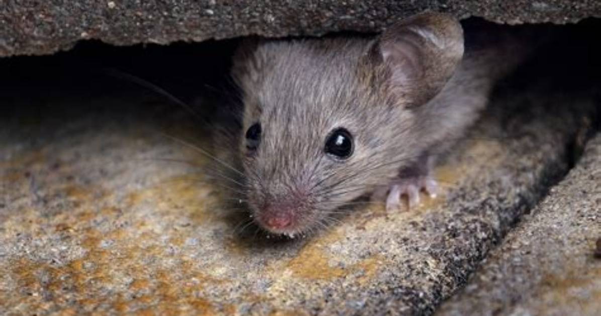 Why Do Mice Scratch at Night?