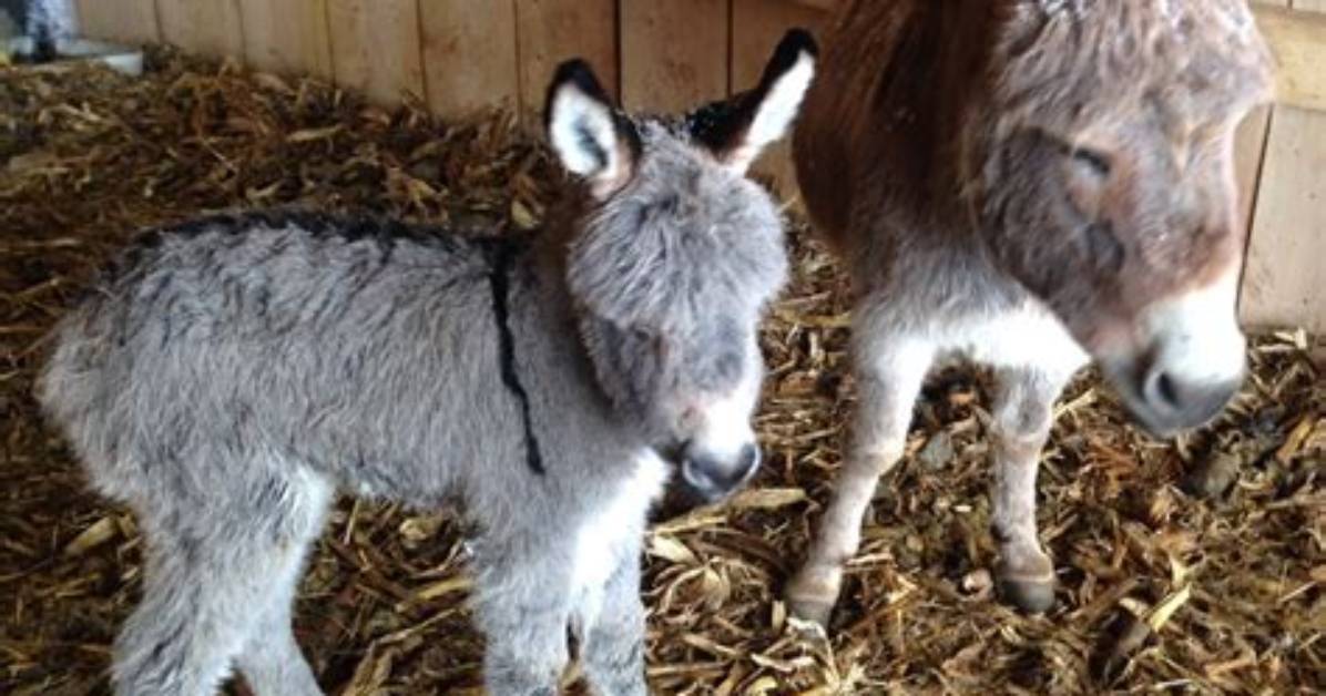 Why Do Mini Donkeys Bray