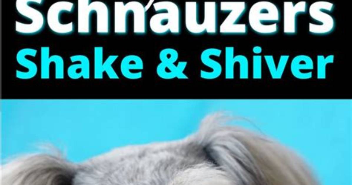Why Do Mini Schnauzers Shake?