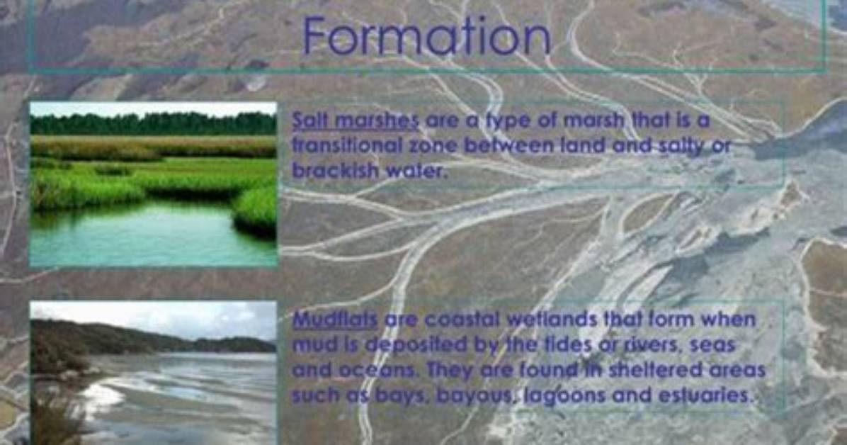 Why Do Mudflats Smell