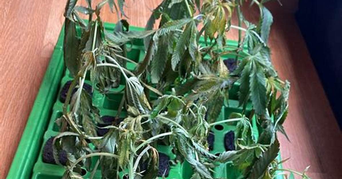 Why Do My Clones Look Droopy?