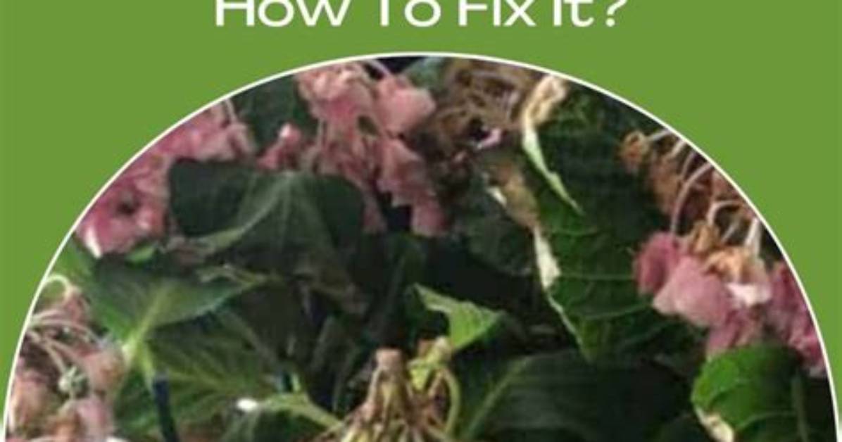 Why Do My Hydrangeas Look Burnt
