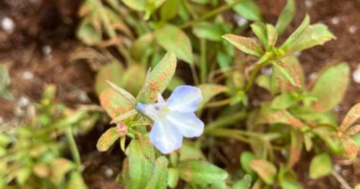 Why Do My Lobelia Die?