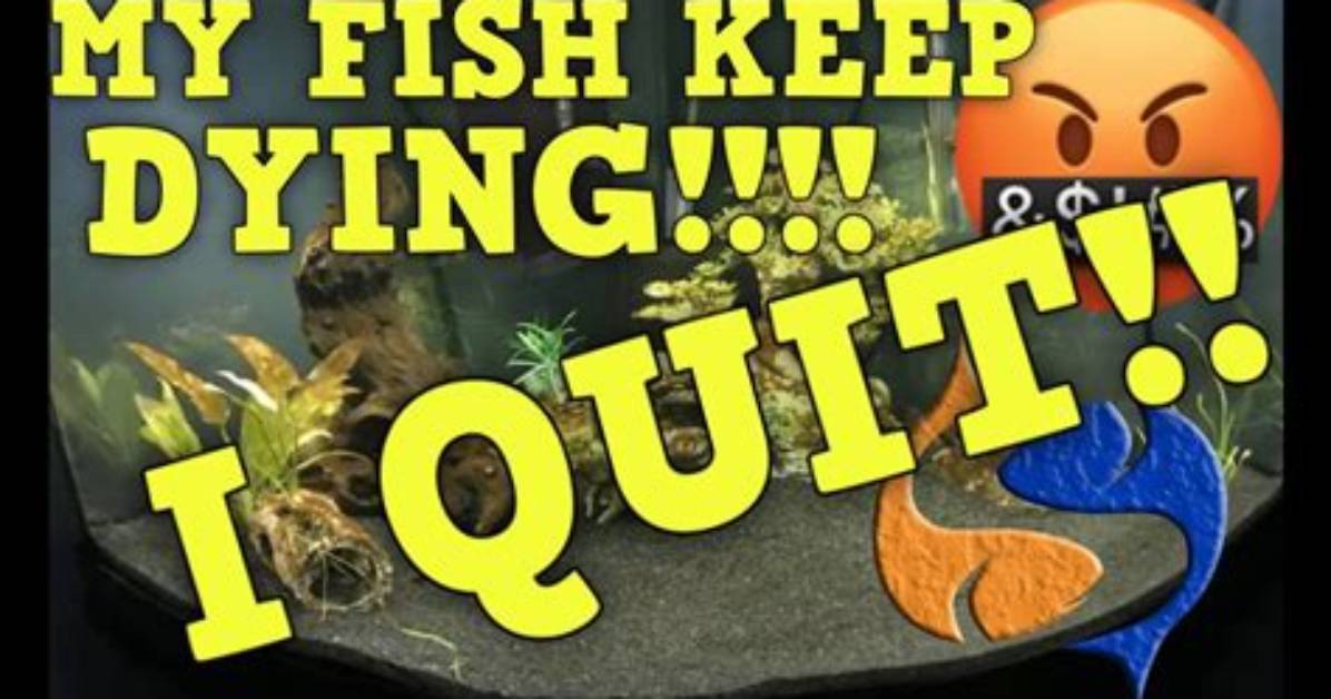 Why Do My Tropical Fish Keep Dying?