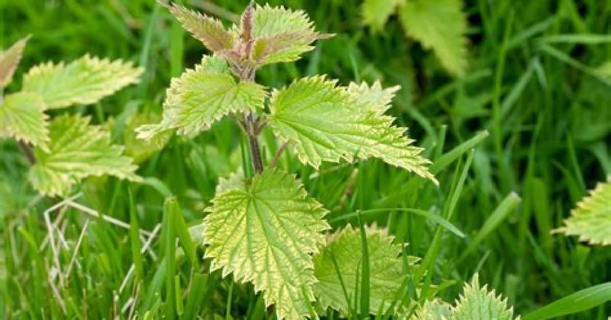 Why Do Nettles Grow?