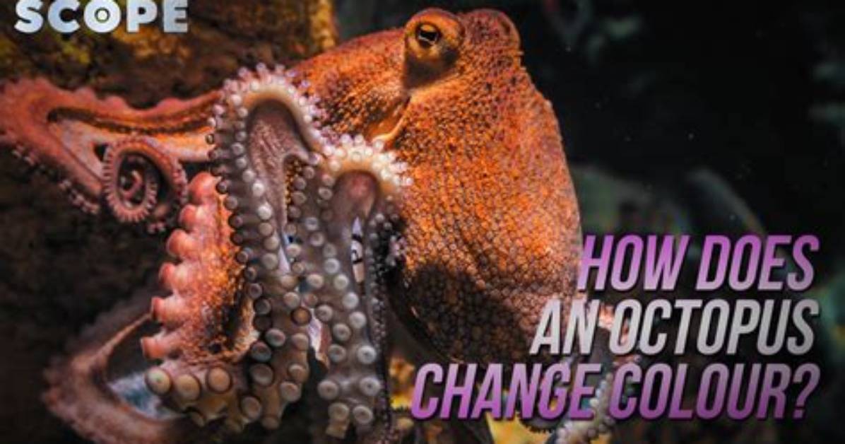 Why Do Octopus Change Color