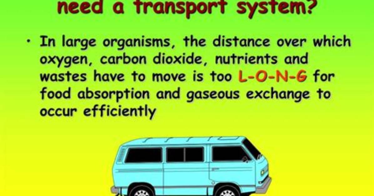 Why Do Organisms Need Carbon