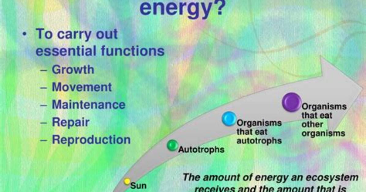 Why Do Organisms Require Energy