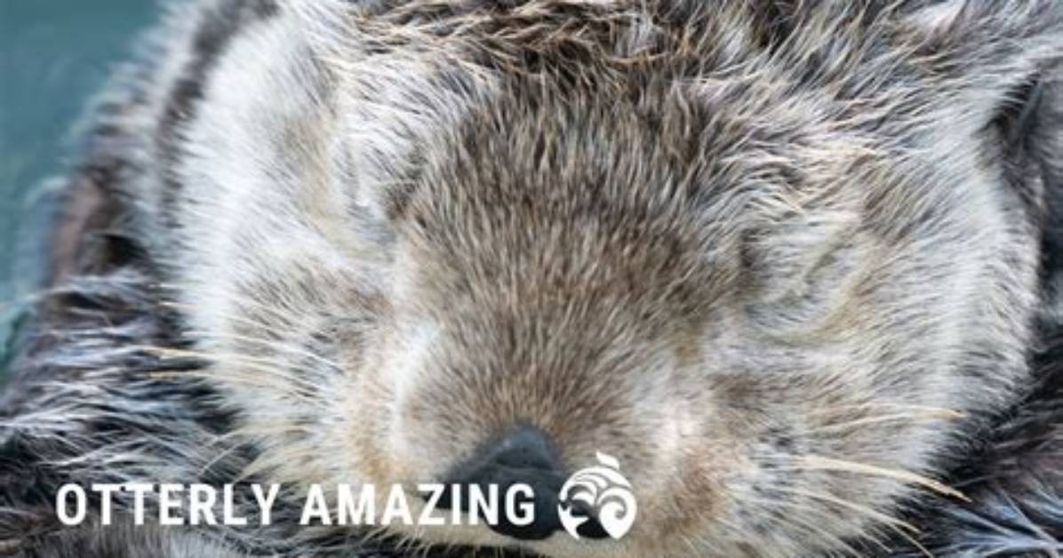 Why Do Otters Rub Their Cheeks?