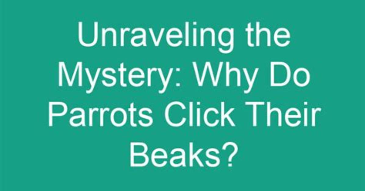 Why Do Parrots Click Their Beaks?