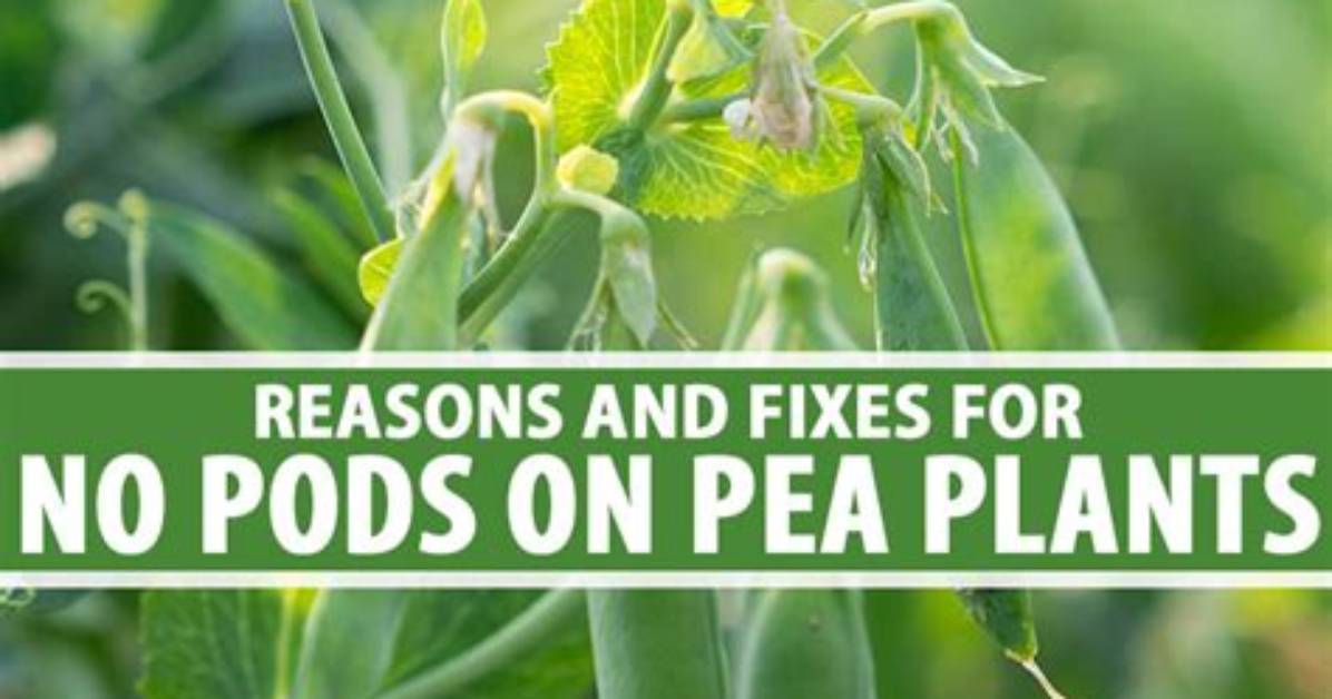Why Do Pea Pods Explode