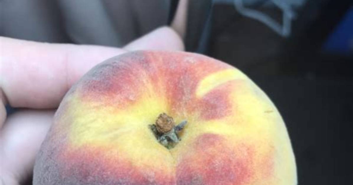 Why Do Peaches Get Fuzzy