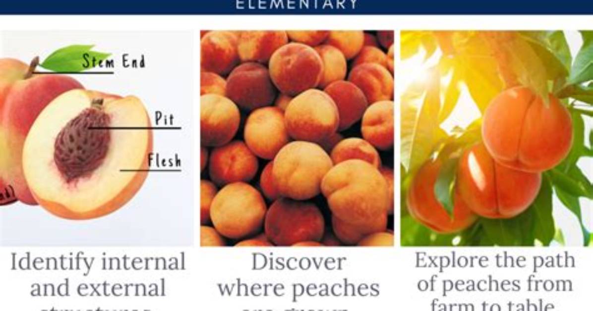 Why Do Peaches Get Pithy