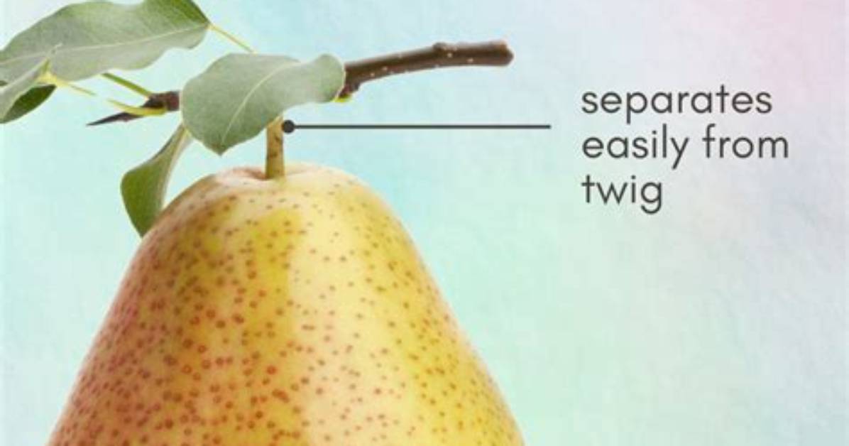 Why Do Pears Look Dirty